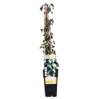 Hedera helix 'Goldheart' 4x - ↨65cm - Ø15