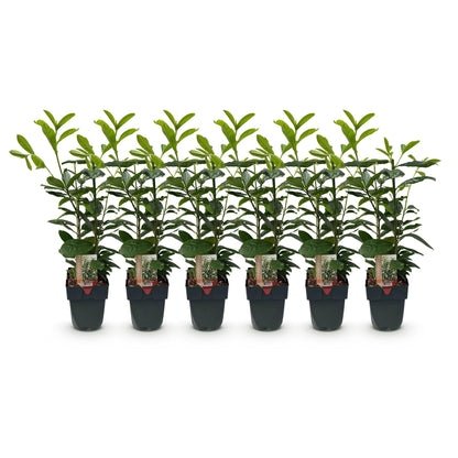 Prunus laurocerasus 'Novita' – 6 stk. stedsegrønne hækplanter – Dækker 1 meter – Højde 50 cm – Pot Ø17 cm