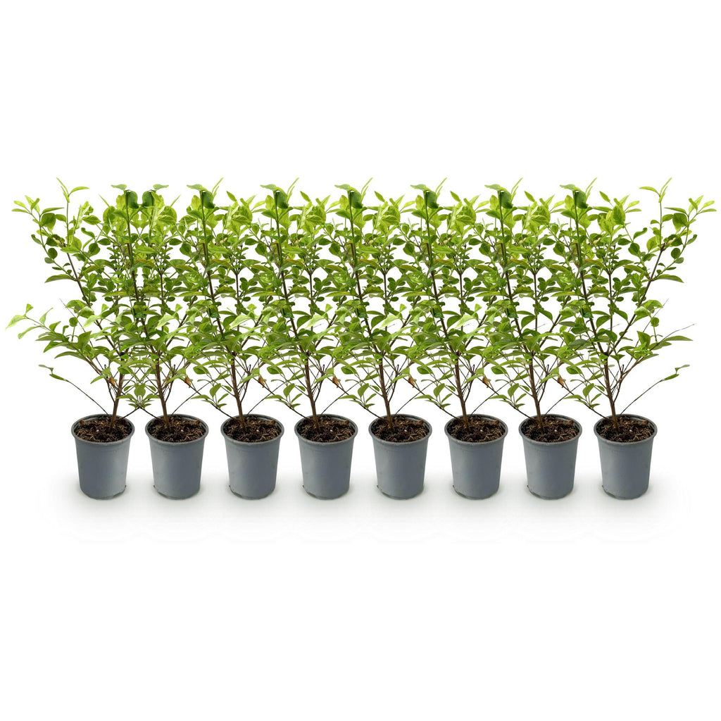 Ligustrum ovalifolium 'Aureum' – 8 stk. stedsegrønne hækplanter med gule og grønne blade – Dækker 1 meter – Højde 35-40 cm – Pot Ø9 cm