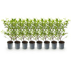 Ligustrum ovalifolium 'Aureum' – 8 stk. stedsegrønne hækplanter med gule og grønne blade – Dækker 1 meter – Højde 35-40 cm – Pot Ø9 cm