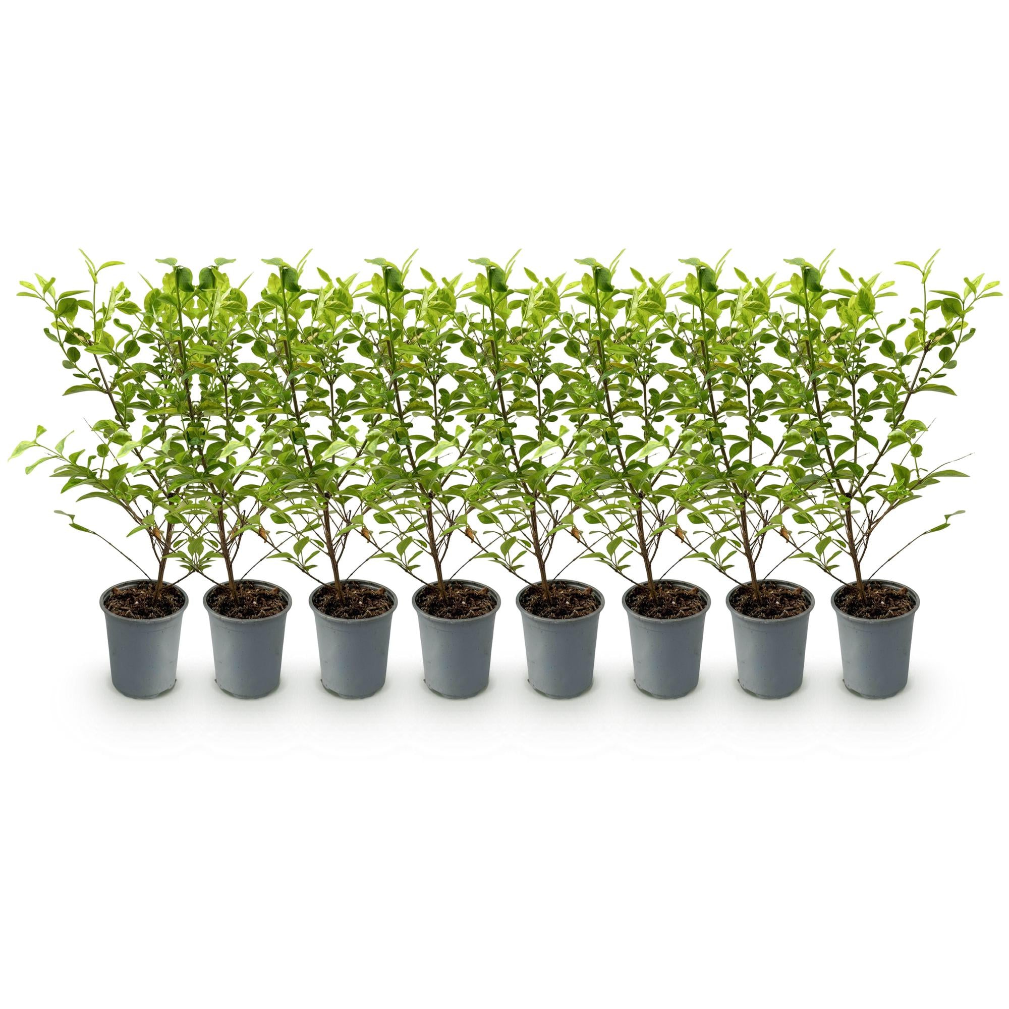 Ligustrum ovalifolium 'Aureum' – 8 stk. stedsegrønne hækplanter med gule og grønne blade – Dækker 1 meter – Højde 35-40 cm – Pot Ø9 cm