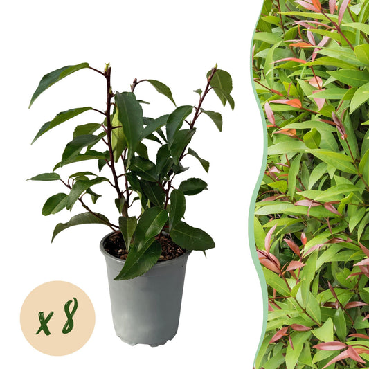 Hækplanter - Prunus lusitanica Angustifolia - Grønne Blade - 8 Planter - 1 Meter Lang Hæk - Stedsegrøn - Potte 9cm Højde 30-35cm