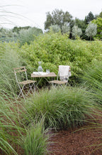 Fargesia rufa - Icke-invasiv bambu - Ø29cm - ↕80cm - Ø14 - ↨40cm