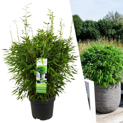 Fargesia moontears 'Boobux XL - Ø 29 cm - ↨ 70 cm