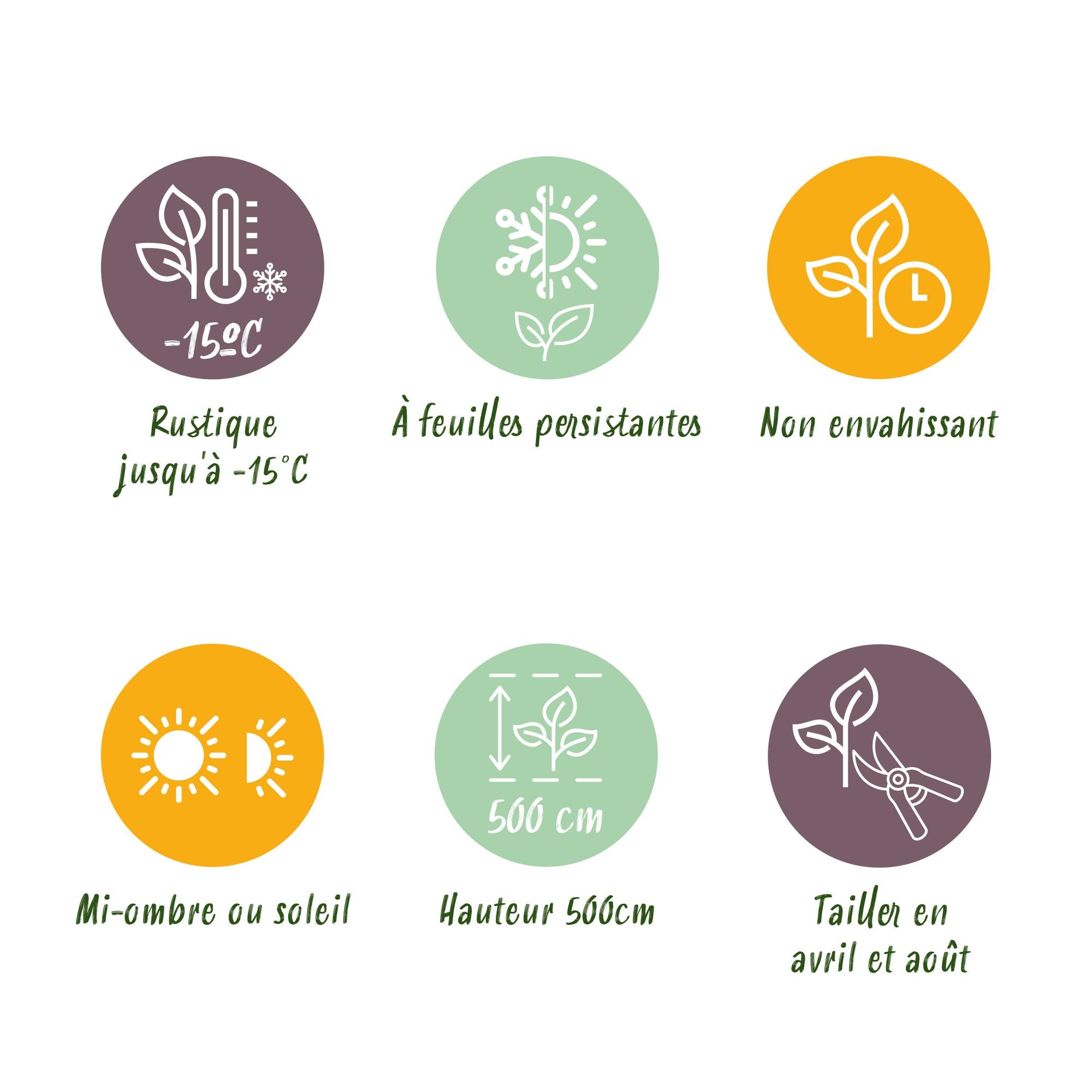 Hækplante – Prunus laurocerasus Novita – 8 Planter – 1 Løbende Meter – Stedsegrøn – Potte 9 cm – Højde 30-35 cm