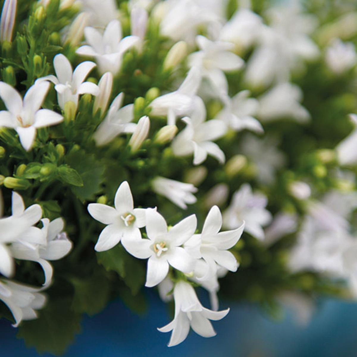 Campanula Addenda - Klokkeblomst hvid potte størrelse 12cm - 2m2 bunddække - 12 stk - Ambella hvid - haveplanter - vinterhårdfør