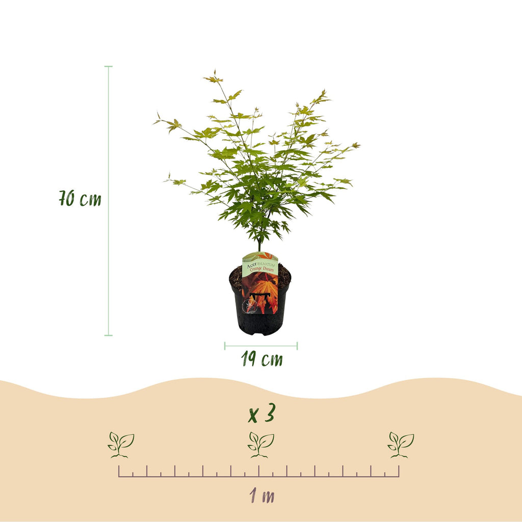 Terrasseplante – Japansk Løn – Acer palmatum 'Orange Dream' – Orange – 2 Planter – Bladfaldende – Potte Ø19 cm Højde 70 cm