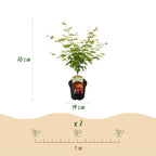 Terrasseplante – Japansk Løn – Acer palmatum 'Orange Dream' – Orange – 2 Planter – Bladfaldende – Potte Ø19 cm Højde 70 cm