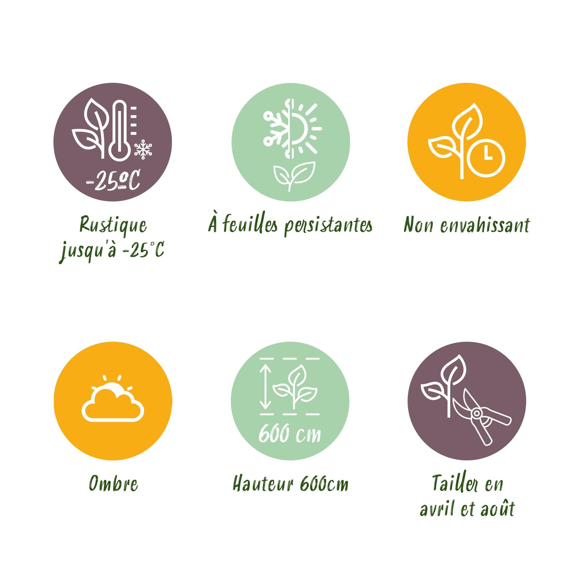 Cupressocyparis leylandii – 8 stk. – Grøn hækplante – Dækker 1 meter – Højde 35-40 cm – Potte Ø9 cm