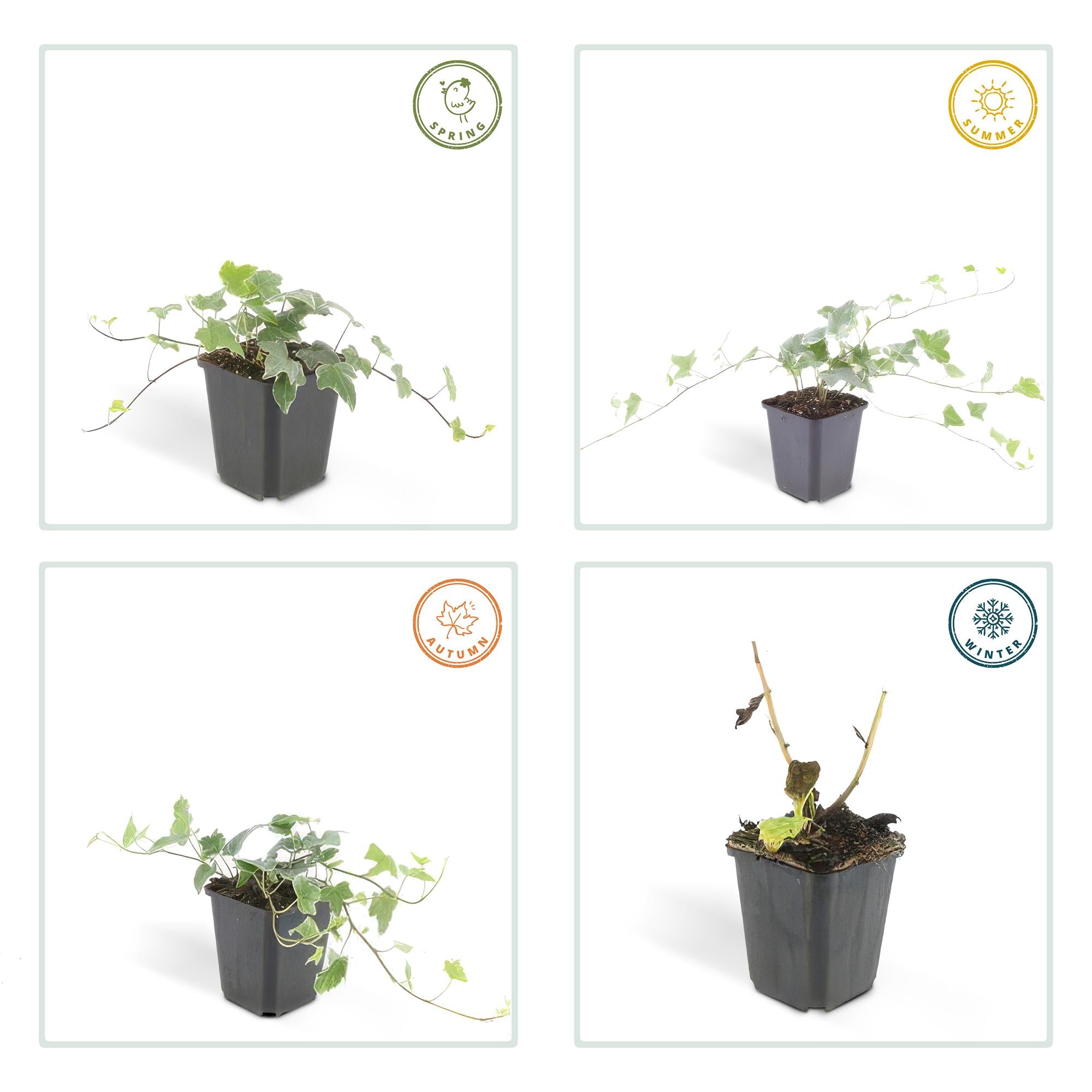 Hedera helix 'Glacier' 6x - ↕10-25cm - Ø9cm