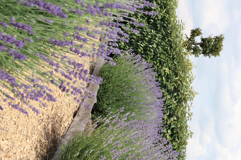 2x 6 pack Lavendel angustifolia - Ø7 cm - ↕15 cm
