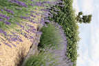 2x 6 pack Lavendel angustifolia - Ø7 cm - ↕15 cm