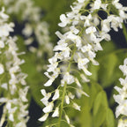 Blue Rain - Wisteria floribunda Alba - Blomst Hvid - 1 plante - Potte 11cm Højde 40cm