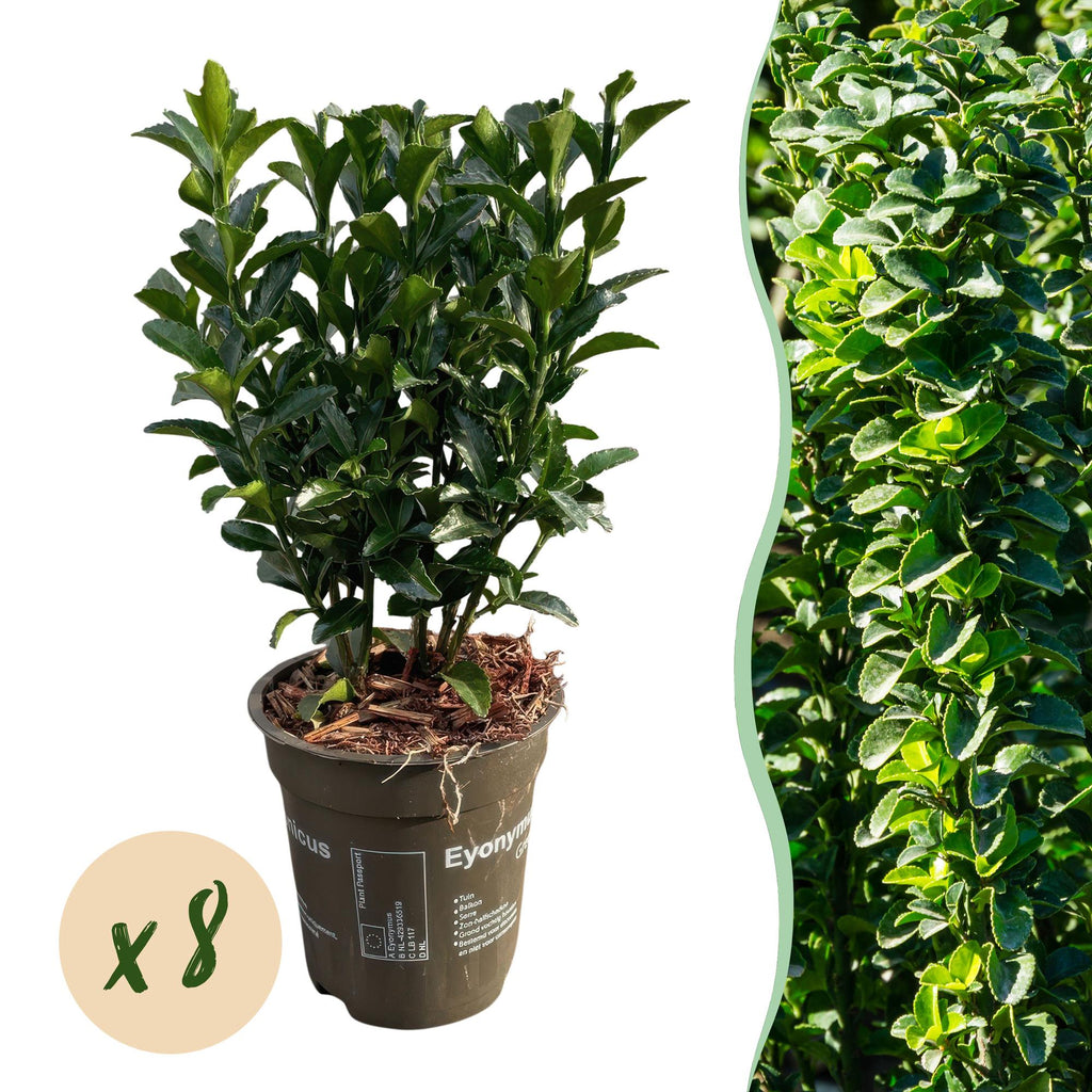 Hækplante – Euonymus japonicus Green Spire – 8 Planter – 1 Løbende Meter – Stedsegrøn – Potte 9 cm – Højde 20-25 cm