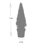 1x Ilex pyramide 55 cm høj | Ø 21 cm