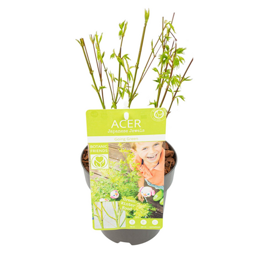 Acer palm. 'Going Green' - Ø15cm - ↕50cm