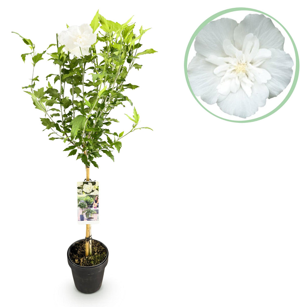 Tuinplante - Hibiscus Syriacus White Chiffon® - Plante På Stamme - Terrasseplante - Løvfældende - Let Vedligehold - Potte 19cm - Højde 90cm