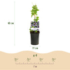 Passionsblomst - Passiflora Rainbow - Blomst Pink Hvid Lilla Grøn - Lav vedligeholdelse - 4 planter - Potte 11cm Højde 40cm