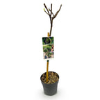 Ficus Carica Brown Turkey - Plante På Stamme - Terrasseplante - Løvfældende - Let Vedligehold - Potte 19cm - Højde 90cm