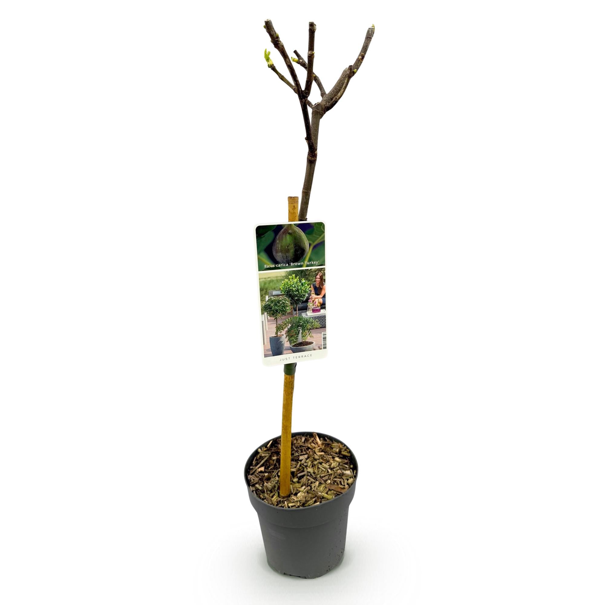 Ficus Carica Brown Turkey - Plante På Stamme - Terrasseplante - Løvfældende - Let Vedligehold - Potte 19cm - Højde 90cm
