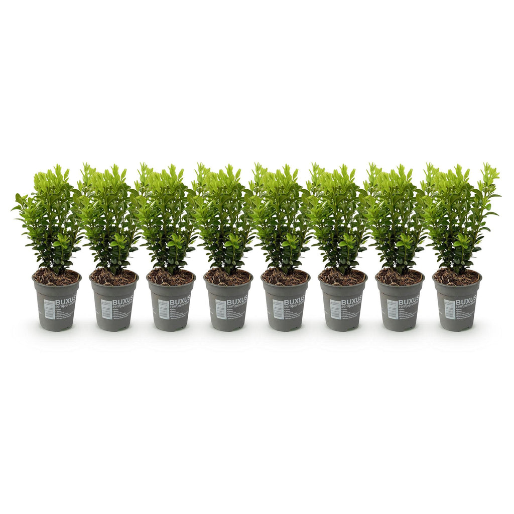 Buxus sempervirens – 8 stk. stedsegrønne hækplanter – Dækker 1 meter – Højde 20-25 cm – Pot Ø9 cm