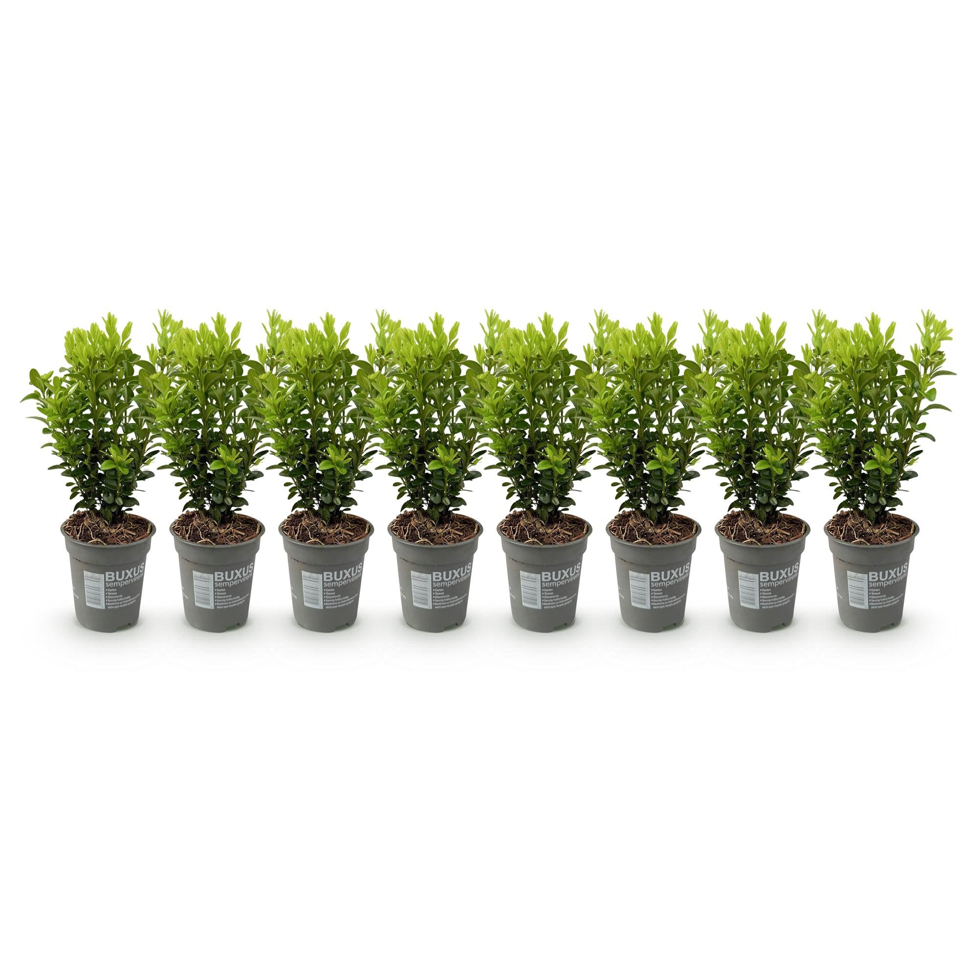 Buxus sempervirens – 8 stk. stedsegrønne hækplanter – Dækker 1 meter – Højde 20-25 cm – Pot Ø9 cm