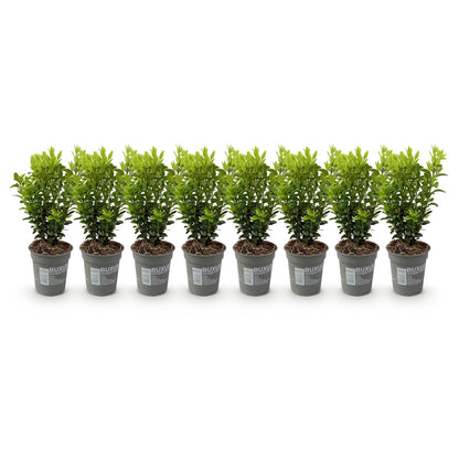 Buxus sempervirens – 8 städsegröna häckväxter – Täcker 1 meter – Höjd 20-25 cm – Kruka Ø9 cm