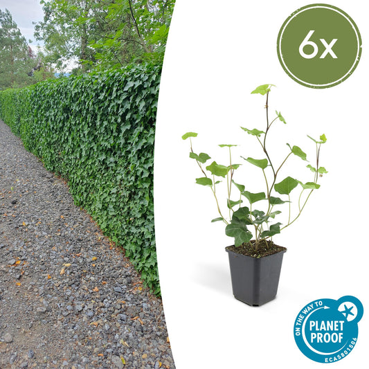 Hedera Hibernica 6x - ↕10-25cm - Ø9cm