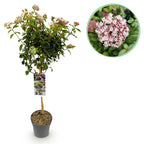 Tuinplante - Viburnum Tinus Eve Price - Plante På Stamme - Terrasseplante - Vintergrøn - Let Vedligehold - Potte 19cm - Højde 90cm