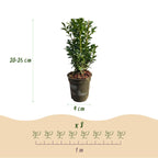 Buxus sempervirens – 8 stk. stedsegrønne hækplanter – Dækker 1 meter – Højde 20-25 cm – Pot Ø9 cm