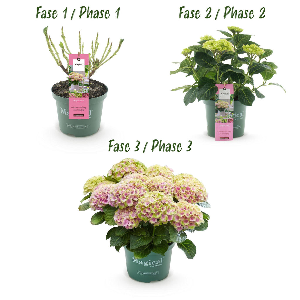 Terrasseplante – Hortensia – Hydrangea 'Magical Jewel Pink' – Lyserød – 6-10 Blomster – 2 Planter – Potte Ø23 cm Højde 55 cm
