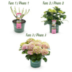 Terrasseplante – Hortensia – Hydrangea 'Magical Jewel Pink' – Lyserød – 6-10 Blomster – 2 Planter – Potte Ø23 cm Højde 55 cm