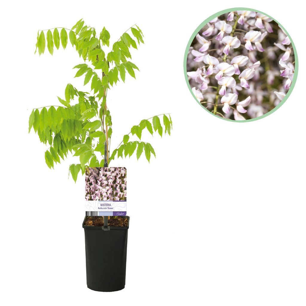 Grøn boutiQ - Wisteria - Wisteria floribunda Rosea - Blomsterrosa - 1 plante - Potte 11cm Højde 40cm