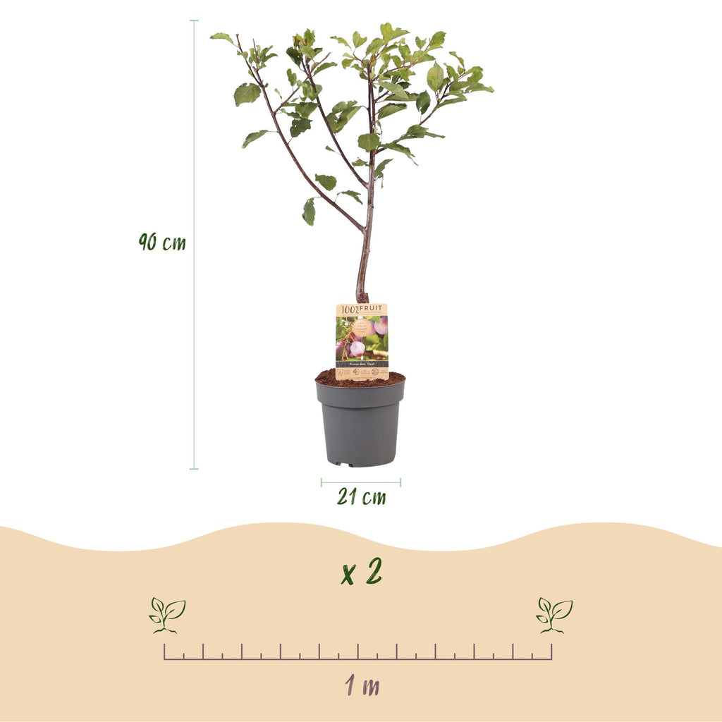 Frugtplante – Blommetræ – Prunus domestica 'Opal' – Gulrød Frugt – Potte 21 cm – Højde 90 cm