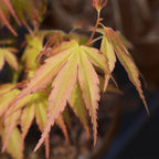Terrasseplante – Japansk Løn 'Acer palmatum Katsura' – Orange – 1 Plante – Løvfældende – Pot Ø19 cm – Højde 70 cm