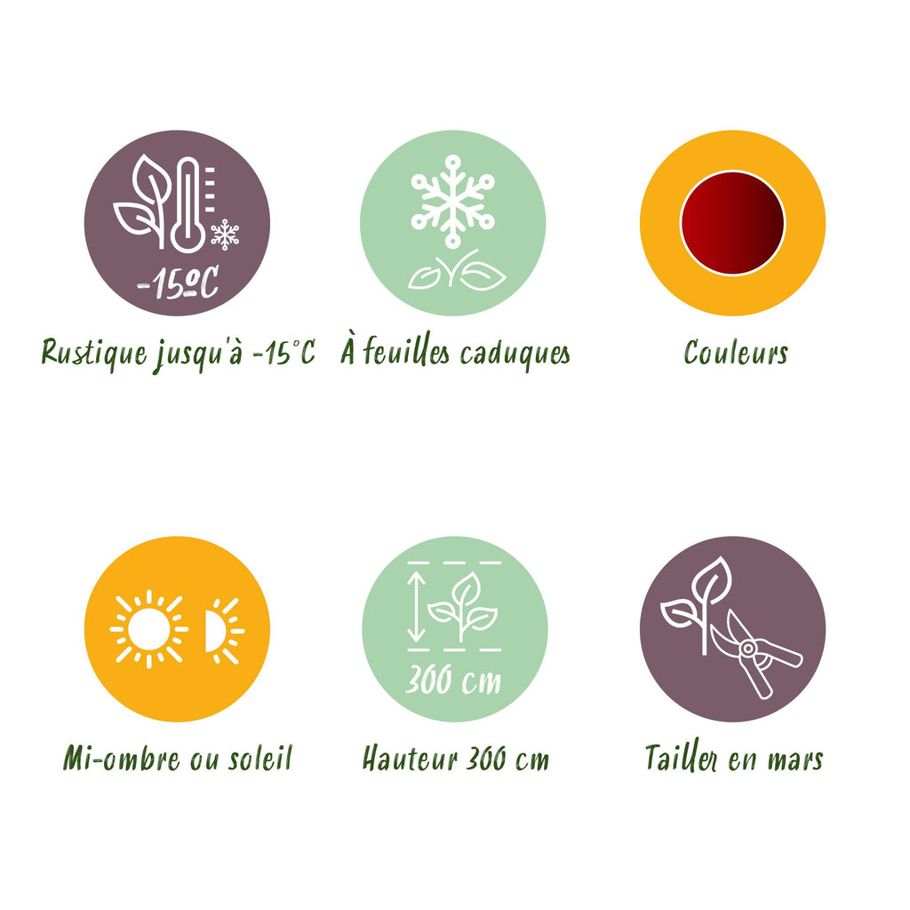 Terrasseplante – Japansk Løn – Acer palmatum 'Jerre Schwartz' – Mørkerød – 2 Planter – Løvfældende – Potte Ø19 cm Højde 70 cm