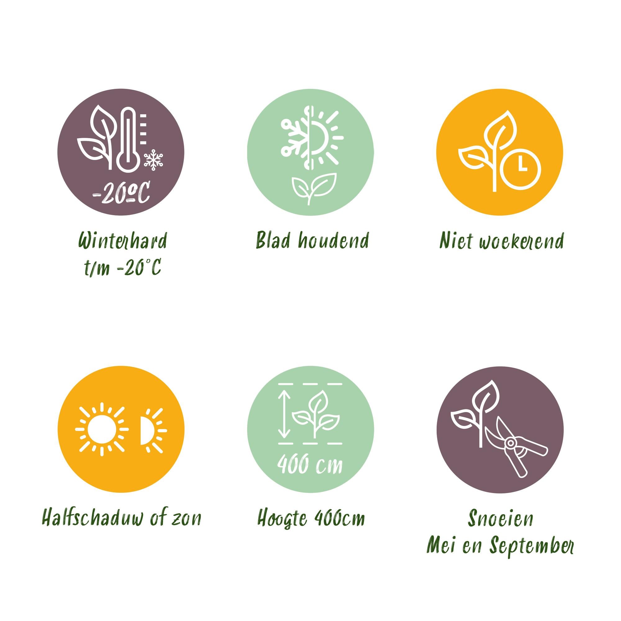 Buxus sempervirens – 8 stk. stedsegrønne hækplanter – Dækker 1 meter – Højde 20-25 cm – Pot Ø9 cm