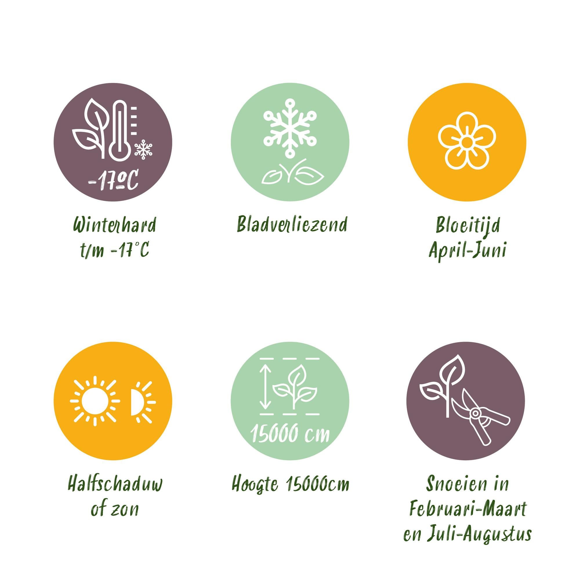 Grøn boutiQ - Wisteria - Wisteria floribunda Rosea - Blomsterrosa - 1 plante - Potte 11cm Højde 40cm