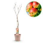 Frugtplante – Æbletræ – Malus domestica 'Jonagold' – Gulgrønt Æble – Potte 21 cm – Højde 90 cm