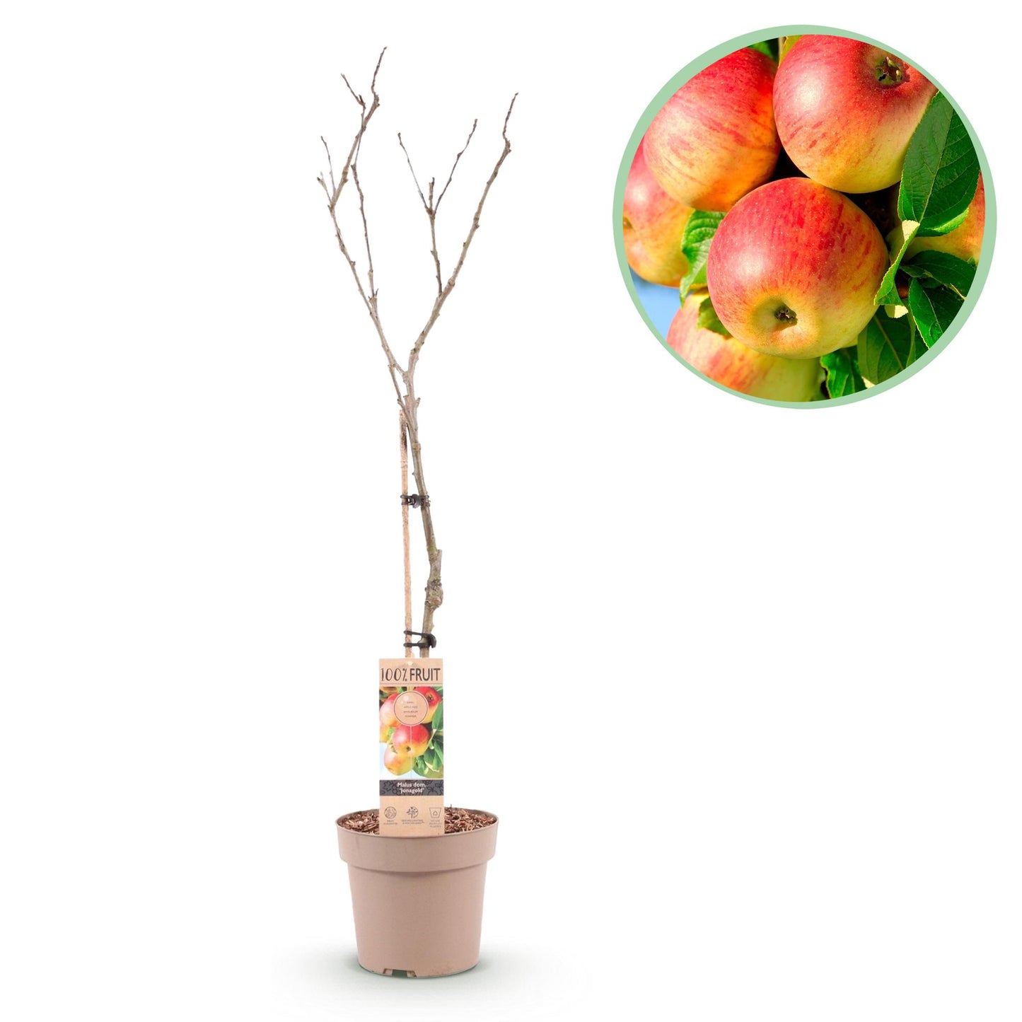 Fruit plant – Apple tree – Malus domestica 'Jonagold' – Yellow-green Apple – Pot 21 cm – Height 90 cm