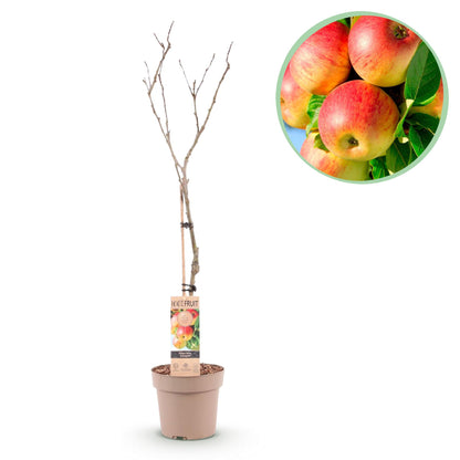 Fruit plant – Apple tree – Malus domestica 'Jonagold' – Yellow-green Apple – Pot 21 cm – Height 90 cm