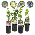 Passionsblomst - Passiflora Rainbow - Blomst Pink Hvid Lilla Grøn - Lav vedligeholdelse - 4 planter - Potte 11cm Højde 40cm