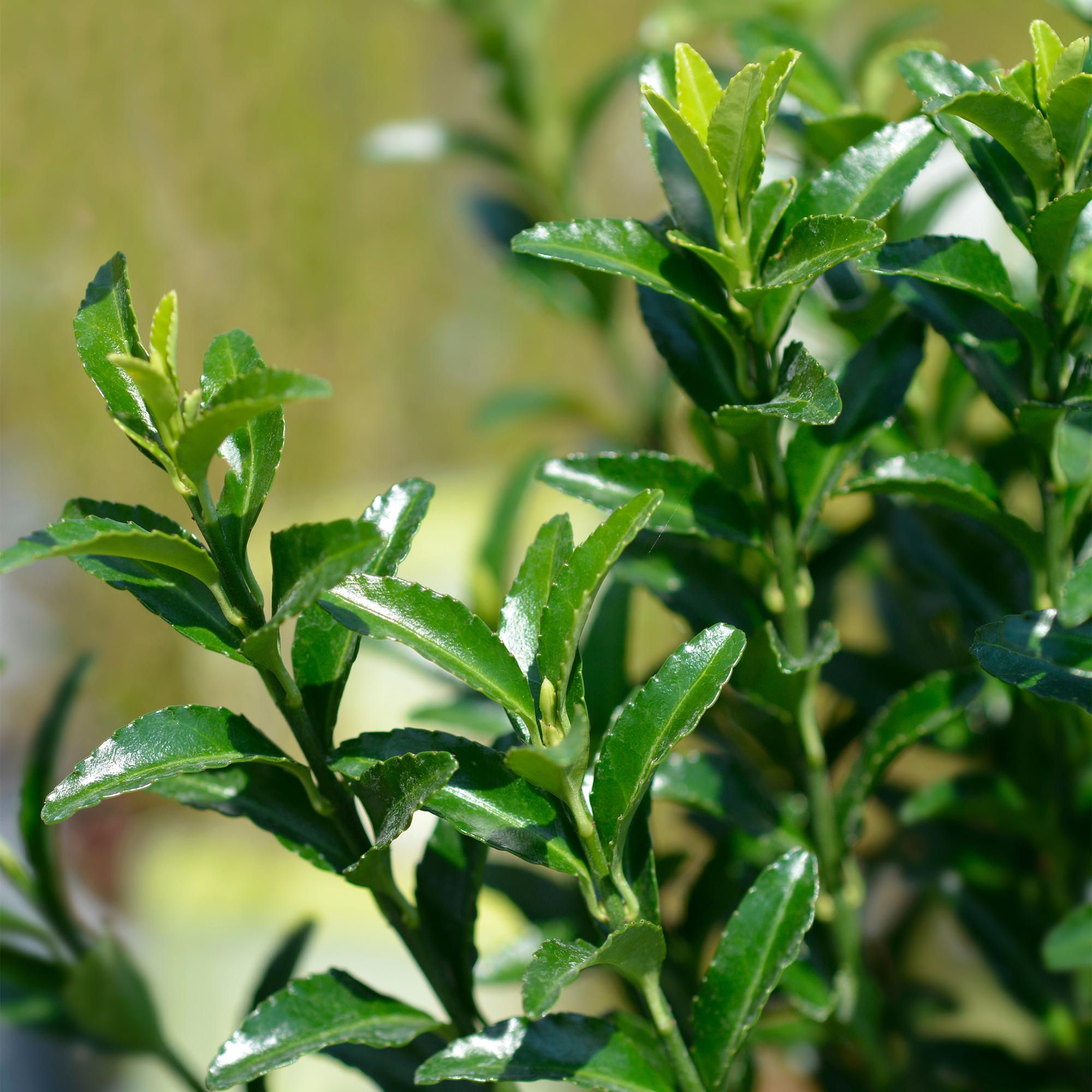 Hækplante – Euonymus japonicus Green Spire – 8 Planter – 1 Løbende Meter – Stedsegrøn – Potte 9 cm – Højde 20-25 cm