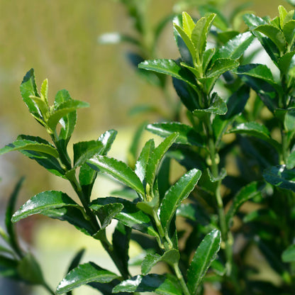 Hækplante – Euonymus japonicus Green Spire – 8 Planter – 1 Løbende Meter – Stedsegrøn – Potte 9 cm – Højde 20-25 cm