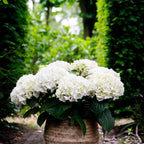Terrasseplante - Hortensia - Hydrangea Forever & Ever - Hvid - 7-12 Blomster - 2 Planter - Potte 23cm - Højde 55cm