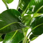 Strelitzia Nicolai Ø21cm - ↕90 - 110cm