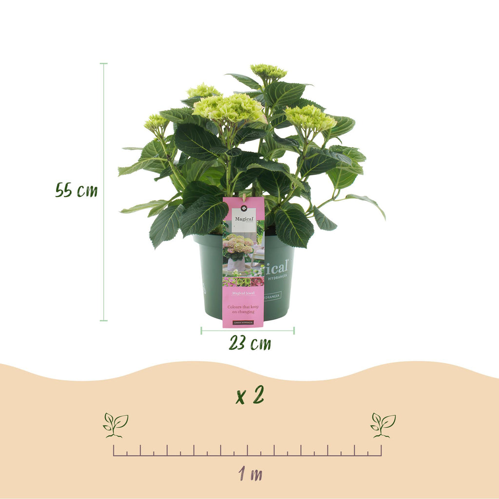 Terrasseplante – Hortensia – Hydrangea 'Magical Jewel Pink' – Lyserød – 6-10 Blomster – 2 Planter – Potte Ø23 cm Højde 55 cm