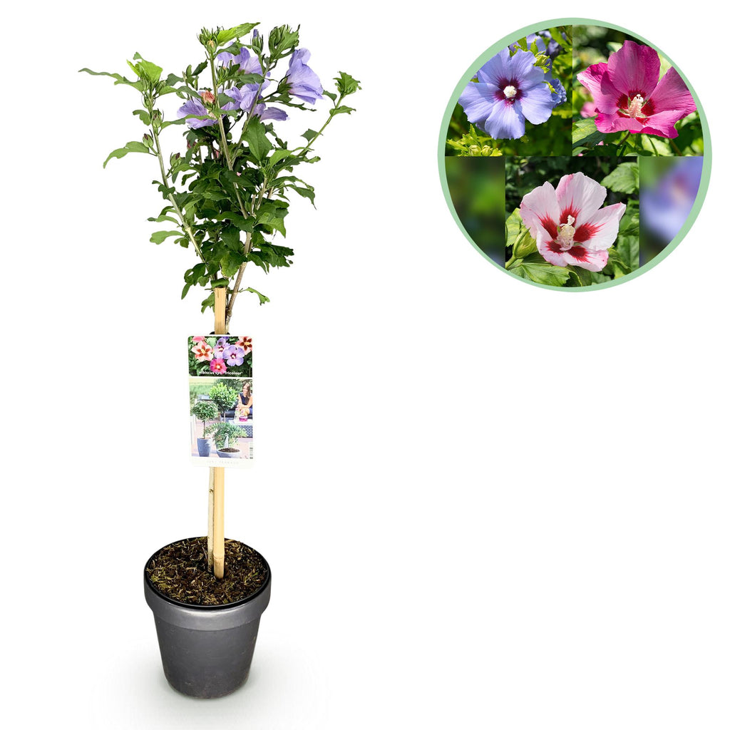 Hibiscus syriacus Tricolour – Plante på Stamme – Terrasseplante – Bladfaldende – Lav Vedligeholdelse – Potte Ø19 cm Højde 90 cm