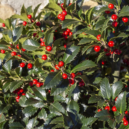 Ilex Blue Maid – 8 stk. stedsegrønne hækplanter – Dækker 1 meter – Højde 25-30 cm – Pot Ø9 cm