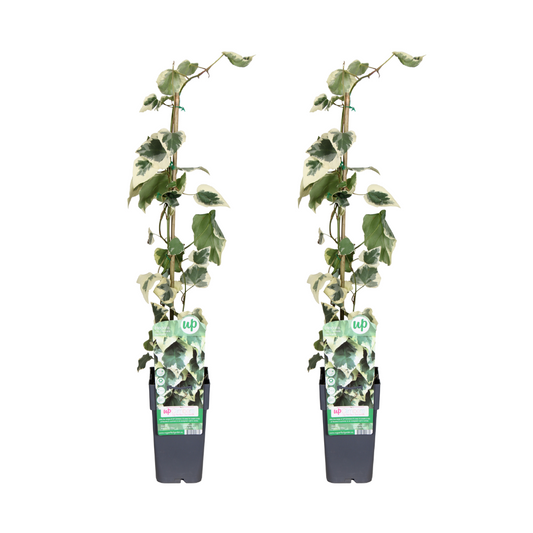 Hedera colchica Dentata Variegata - 2 st - Ø15cm - ↕65cm